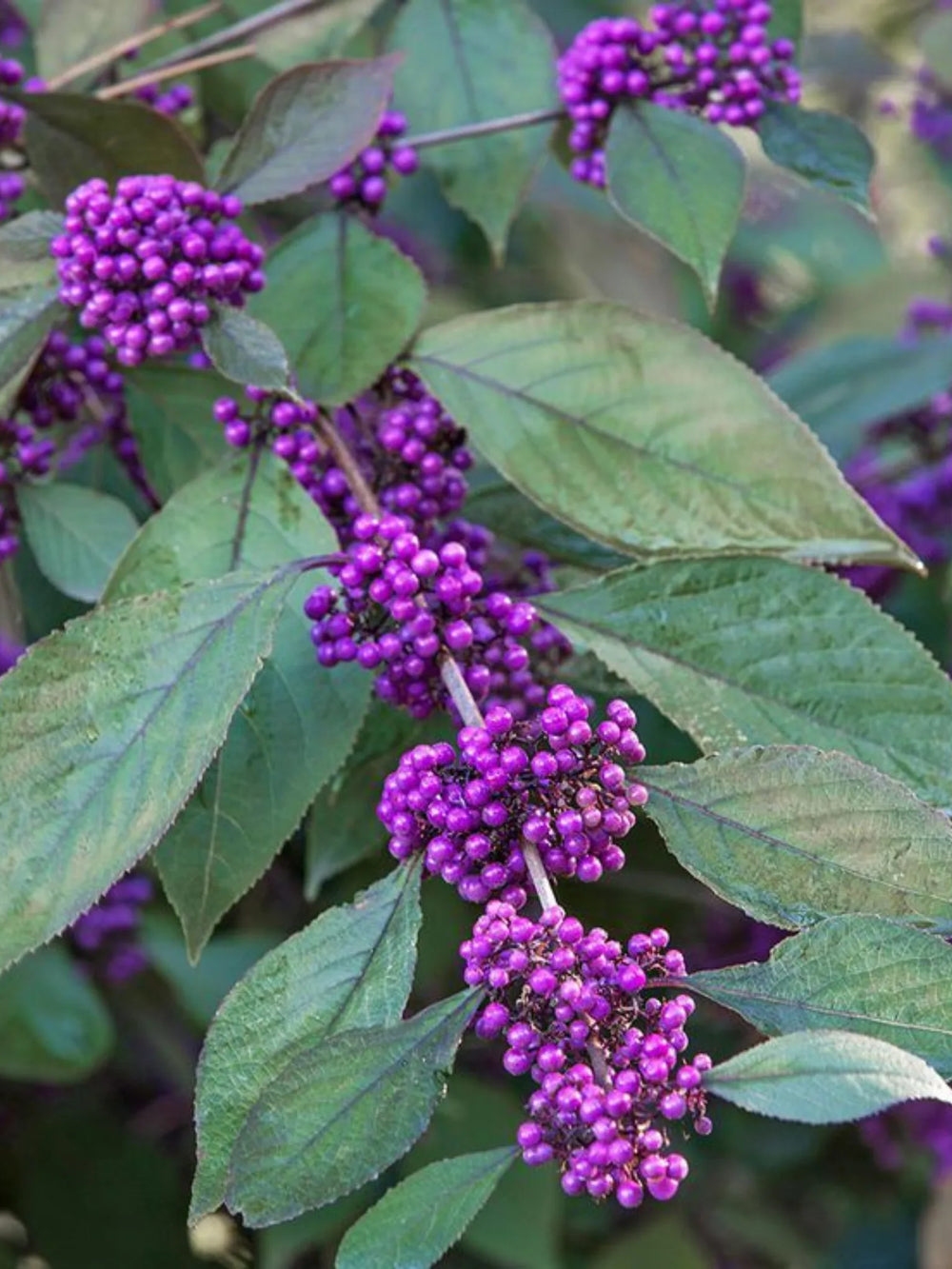 plante ornamentale 340