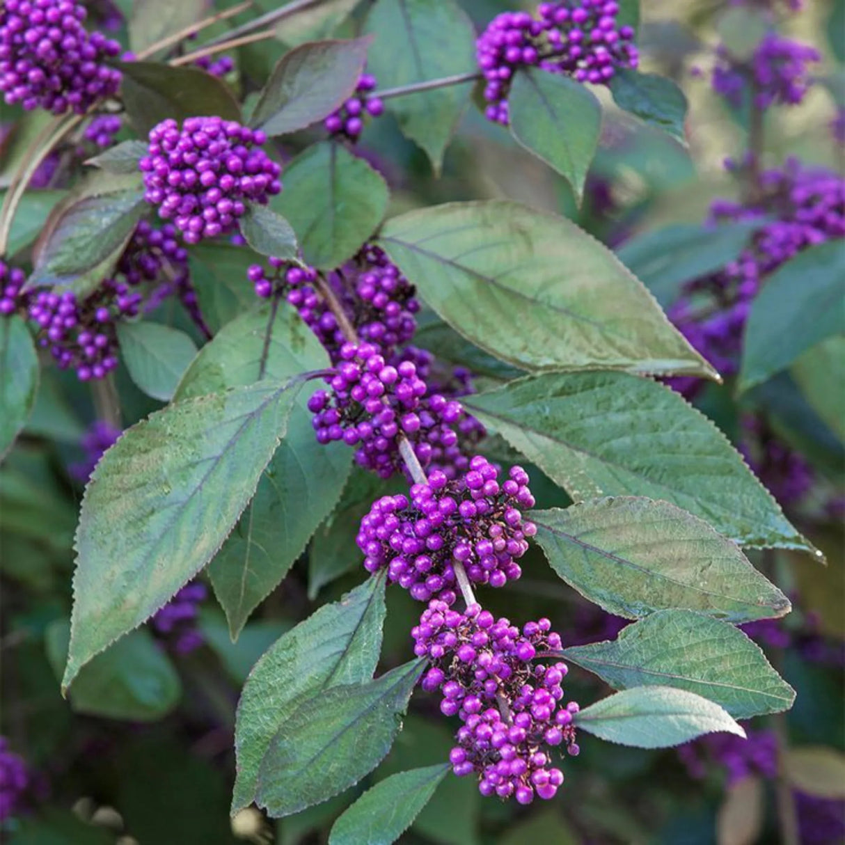 plante ornamentale 340