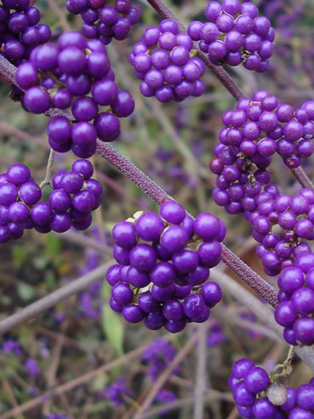 plante ornamentale 341