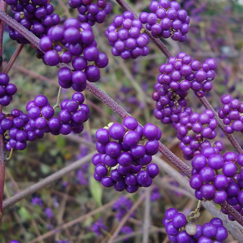 plante ornamentale 341