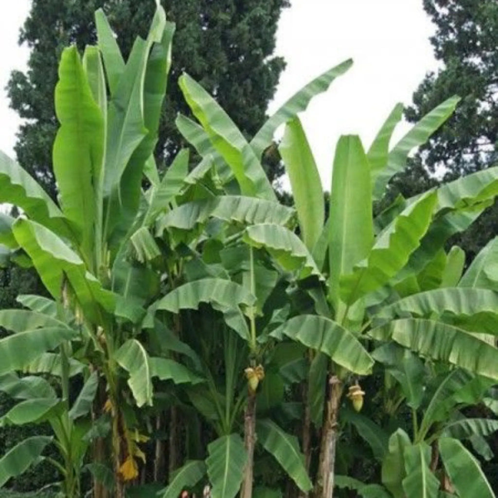 plante ornamentale 342