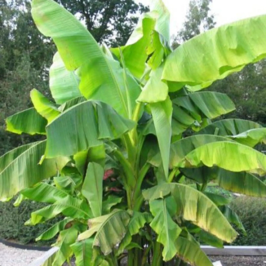 plante ornamentale 343