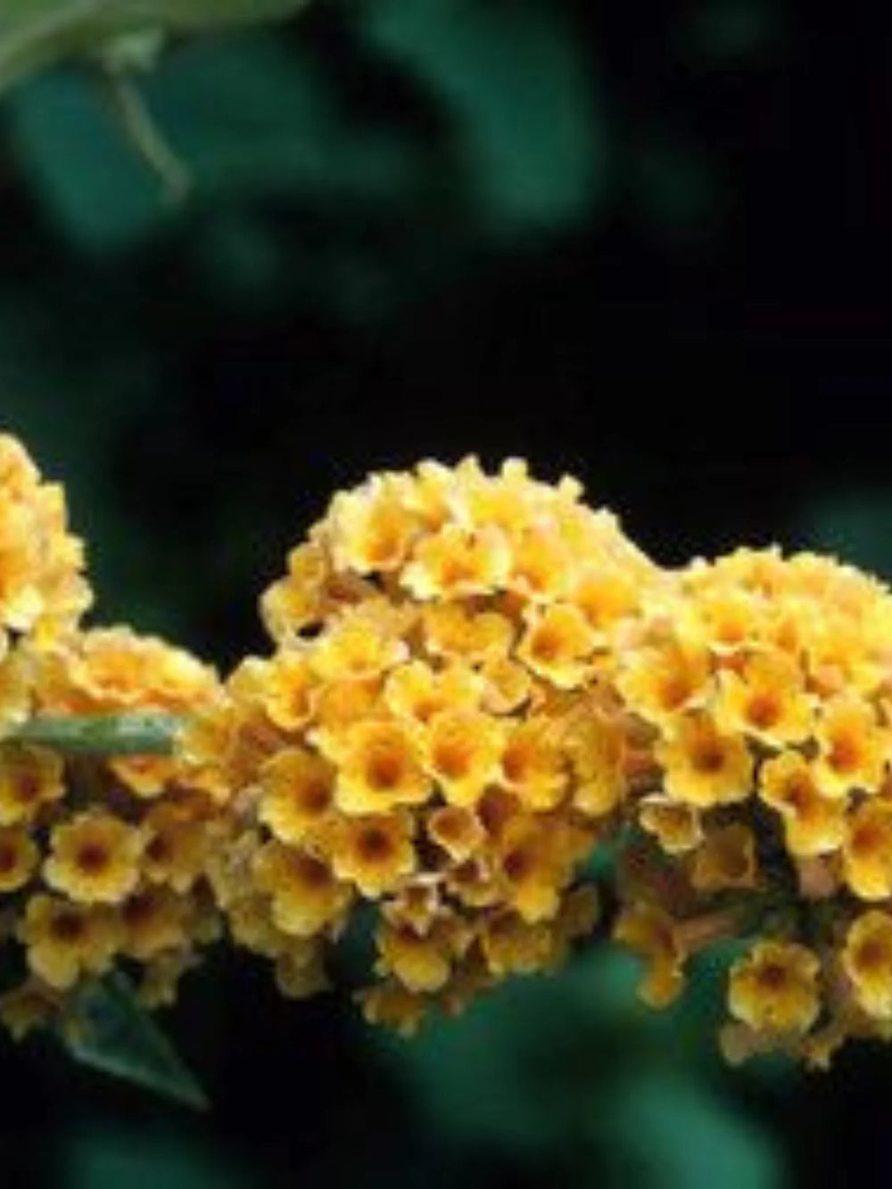 plante ornamentale 344