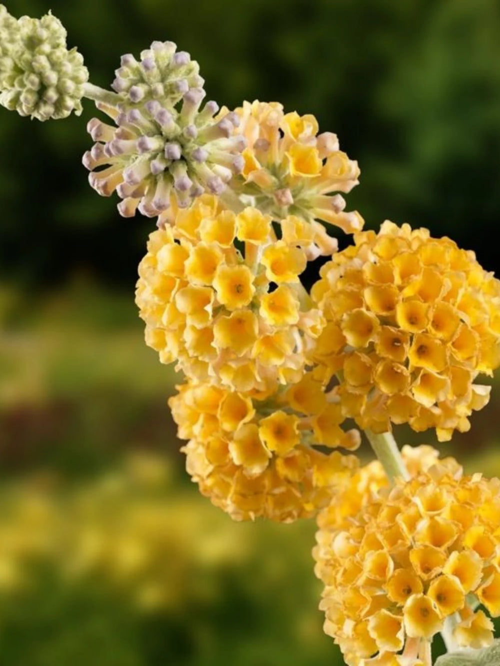 plante ornamentale 345