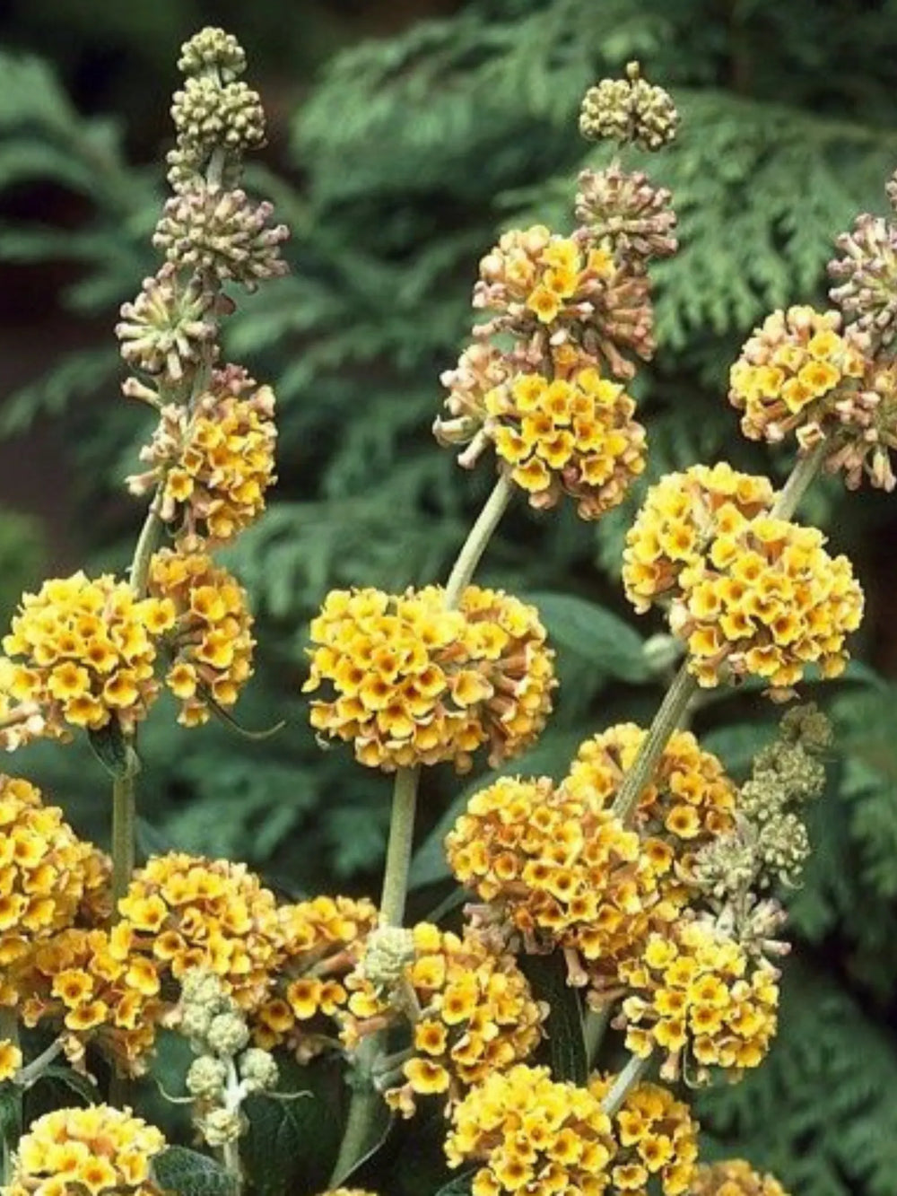 plante ornamentale 346