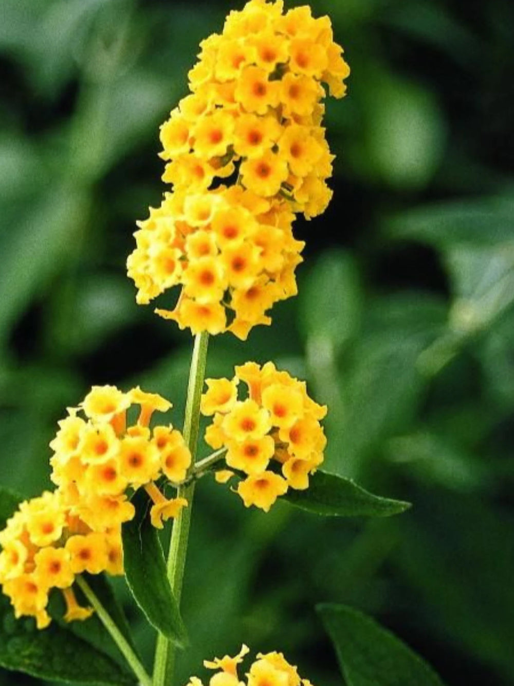 plante ornamentale 347