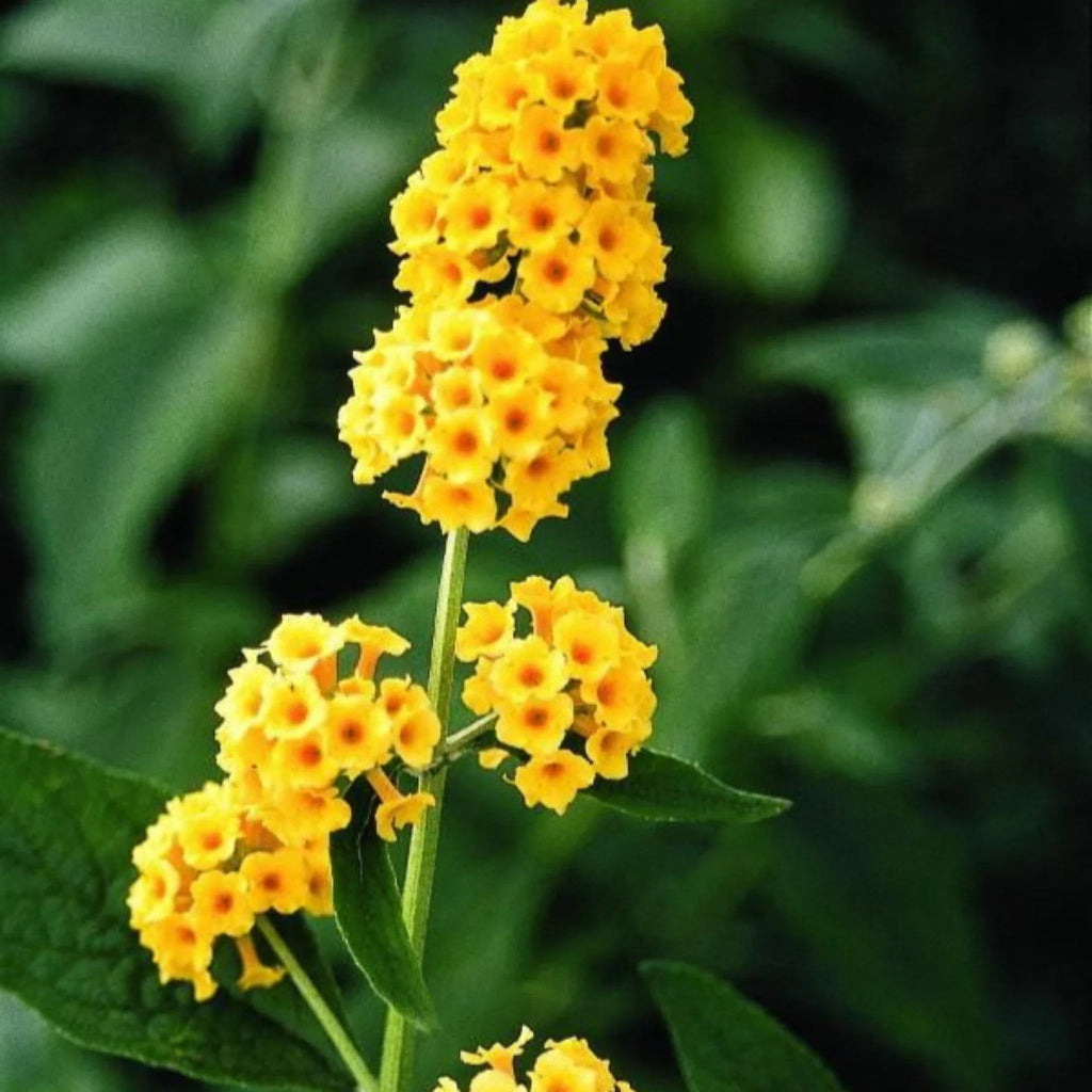 plante ornamentale 347