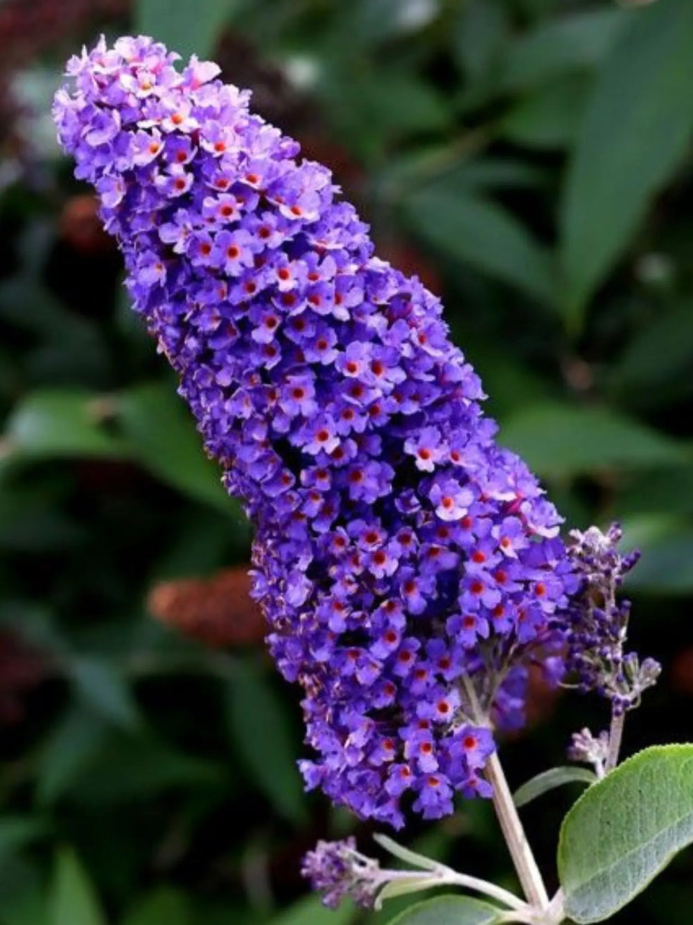 plante ornamentale 348