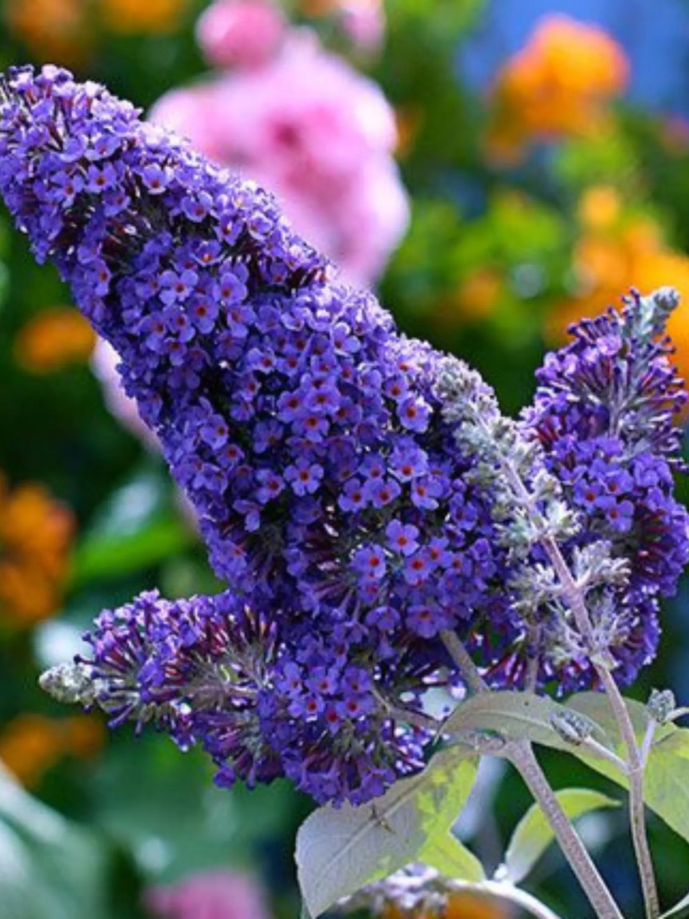 plante ornamentale 349