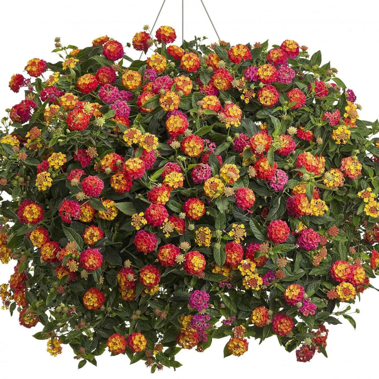 plante ornamentale