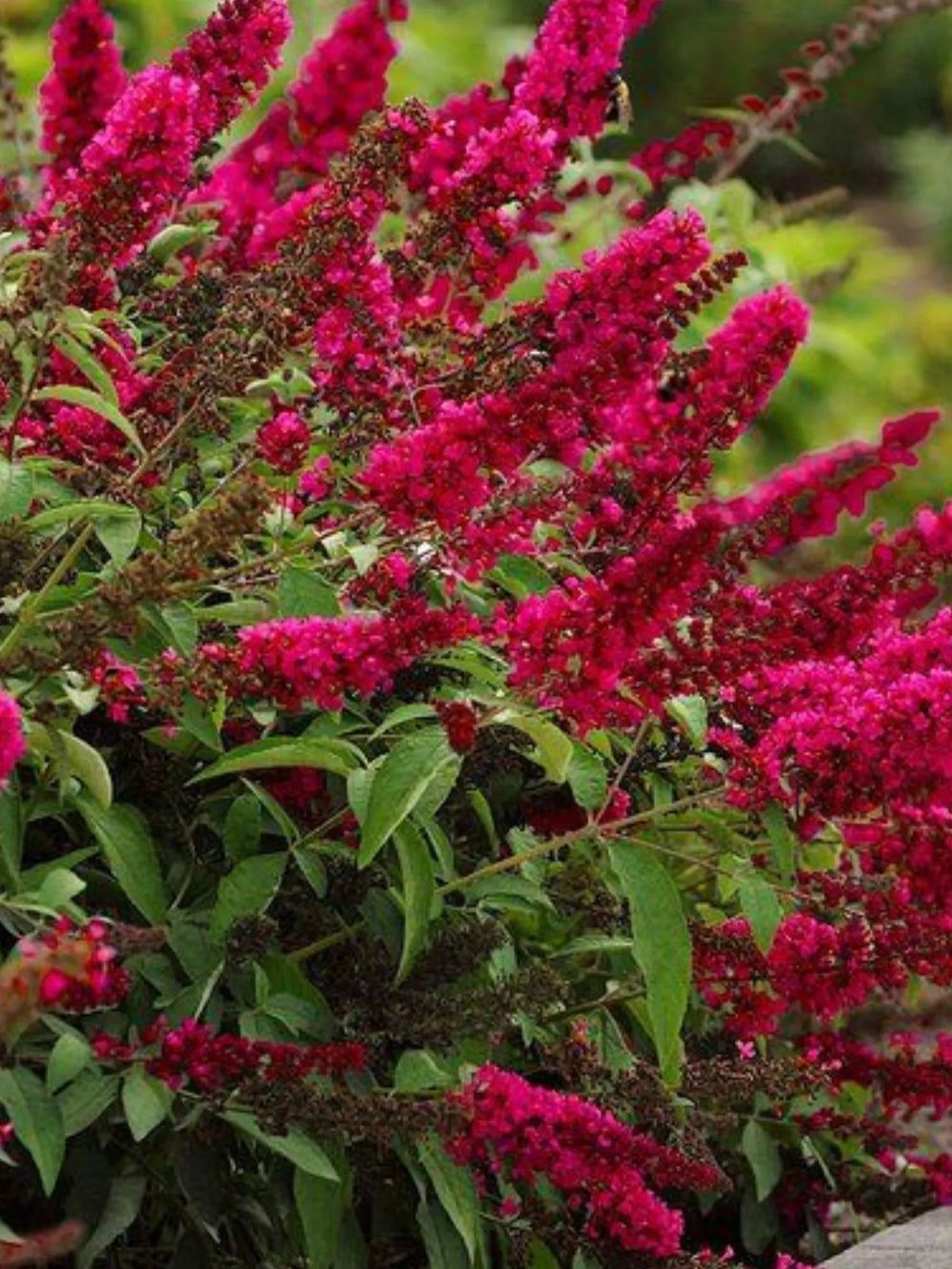 plante ornamentale 350