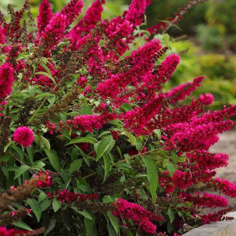 plante ornamentale 350