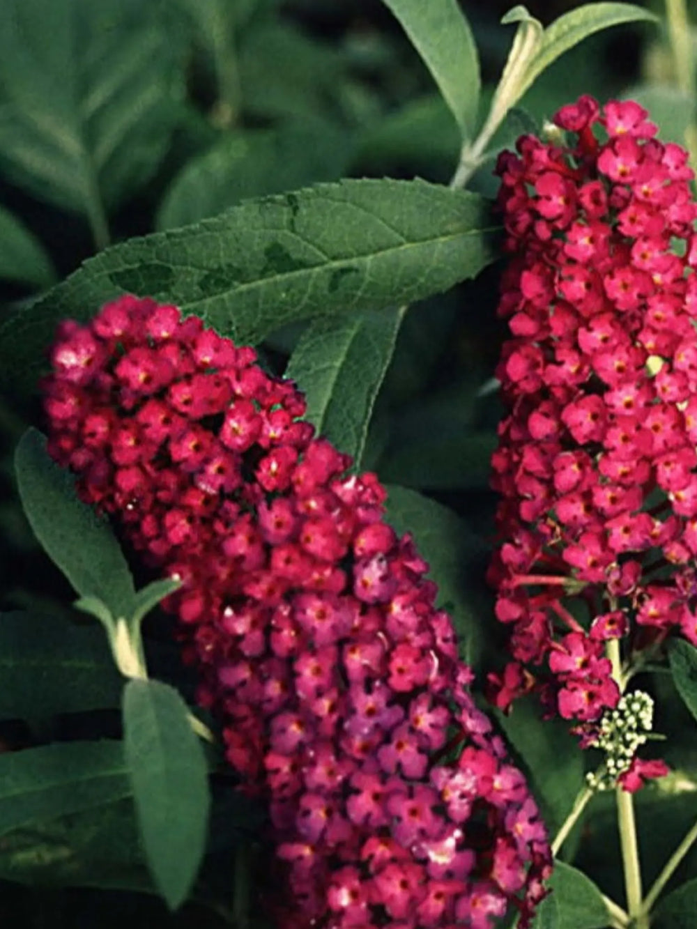 plante ornamentale 351