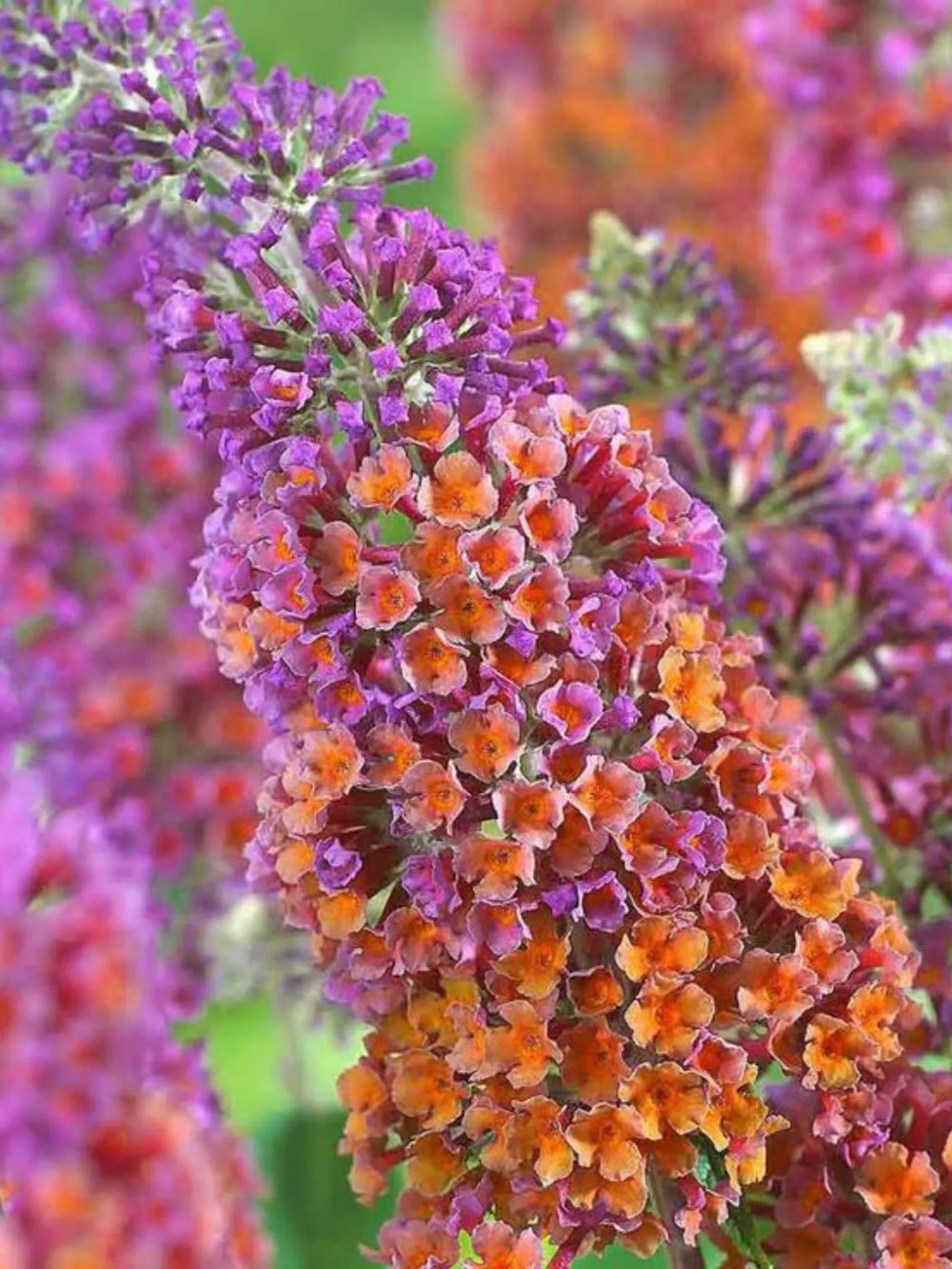 plante ornamentale 352