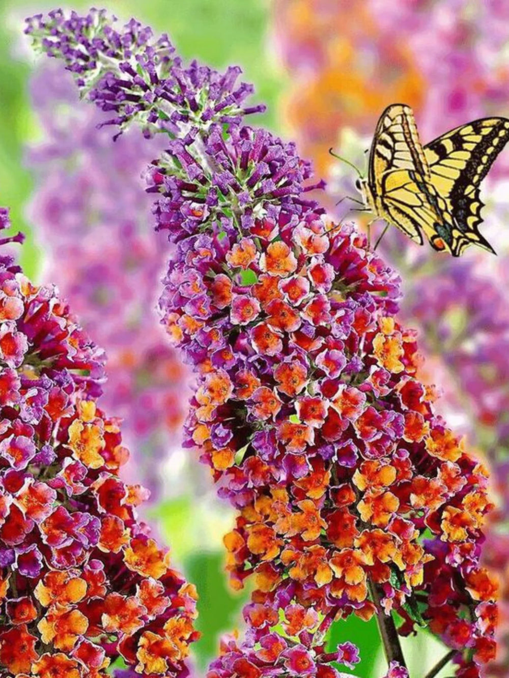 plante ornamentale 353