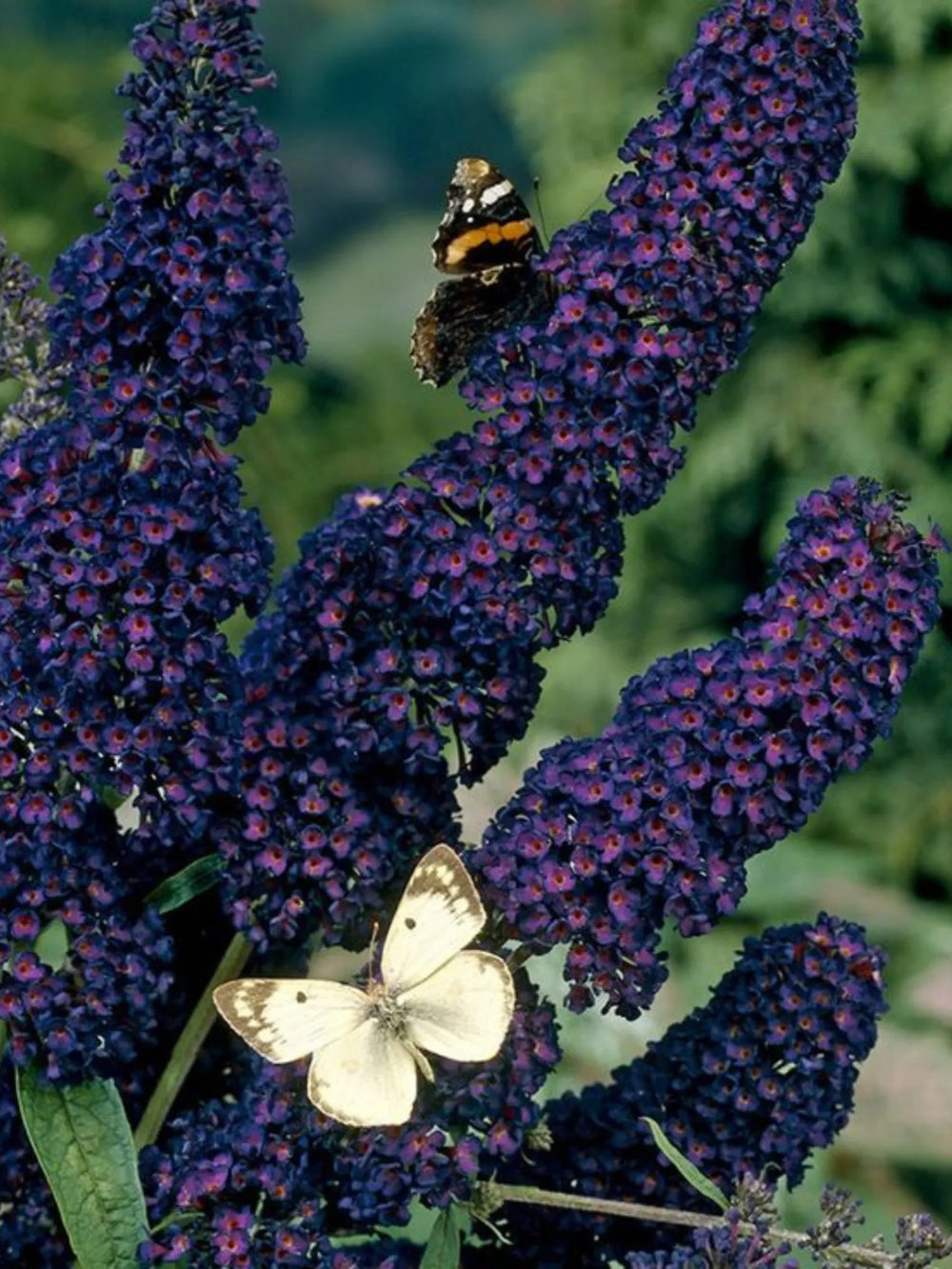 plante ornamentale 355