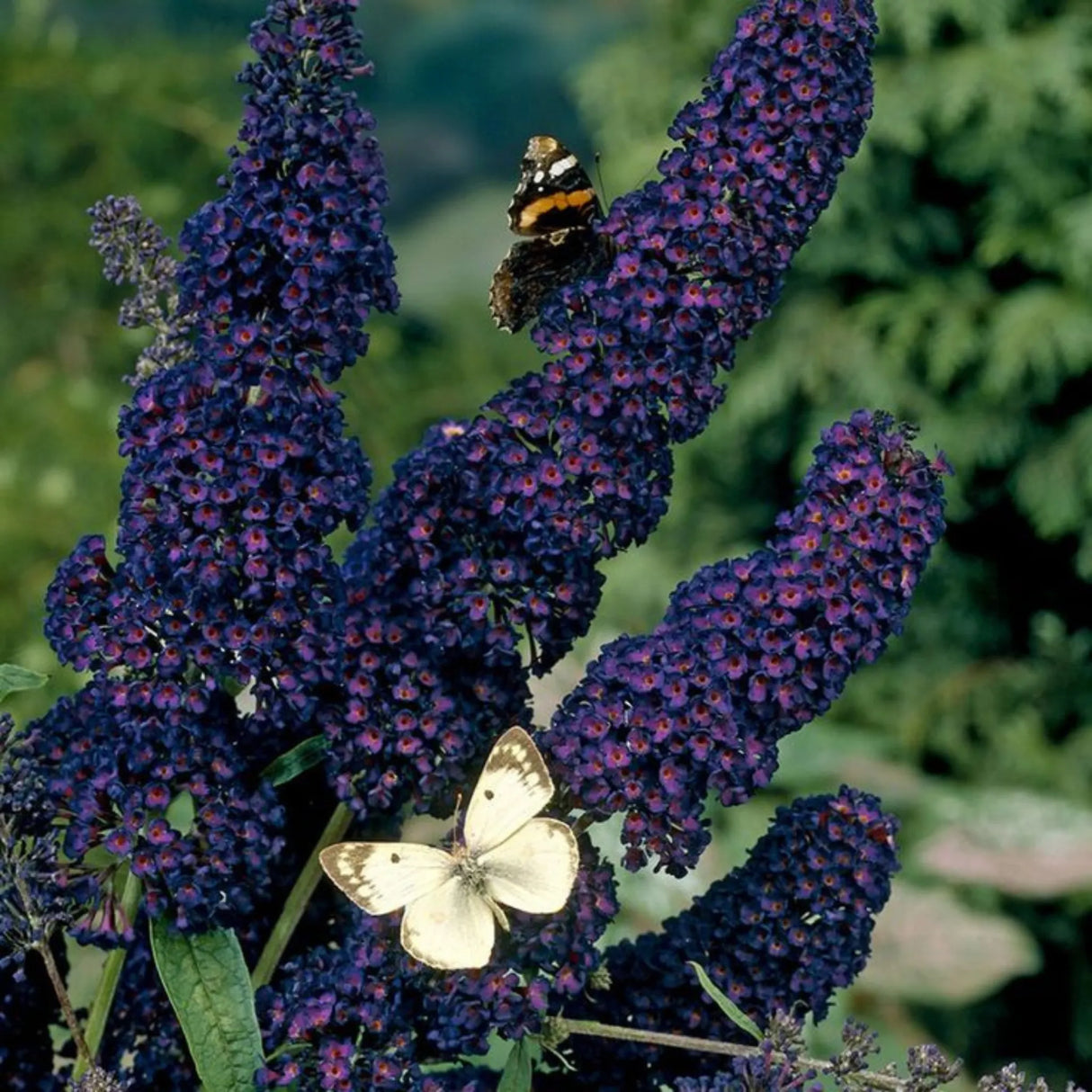 plante ornamentale 355