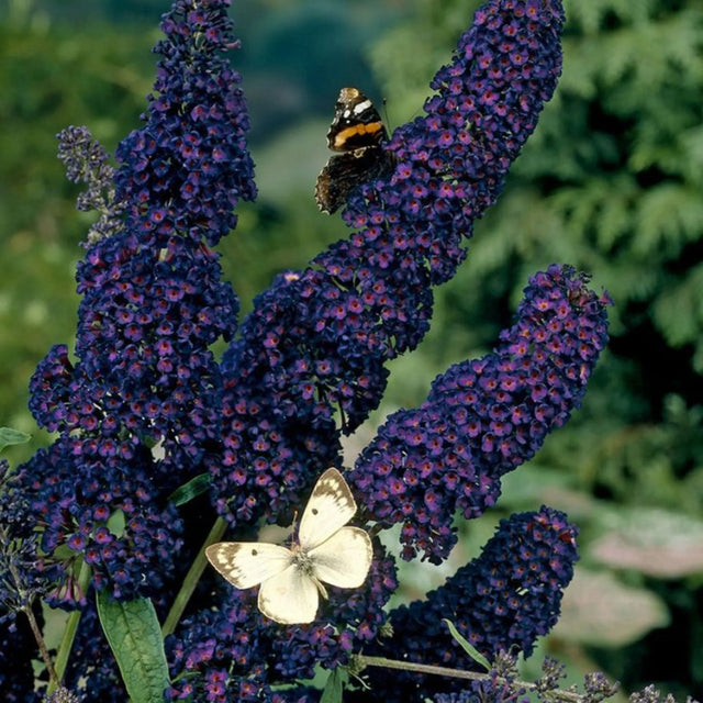 plante ornamentale 355