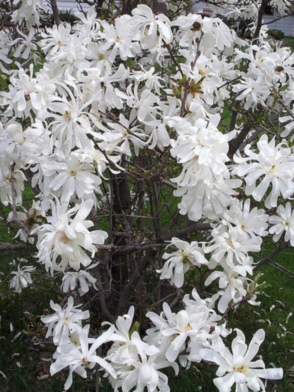 plante ornamentale 356