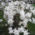 plante ornamentale 356