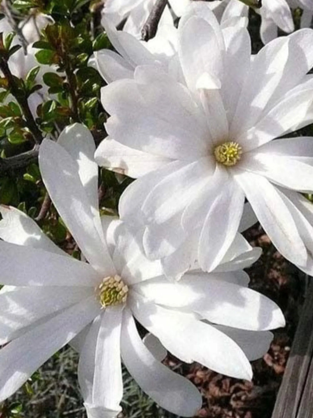 plante ornamentale 357