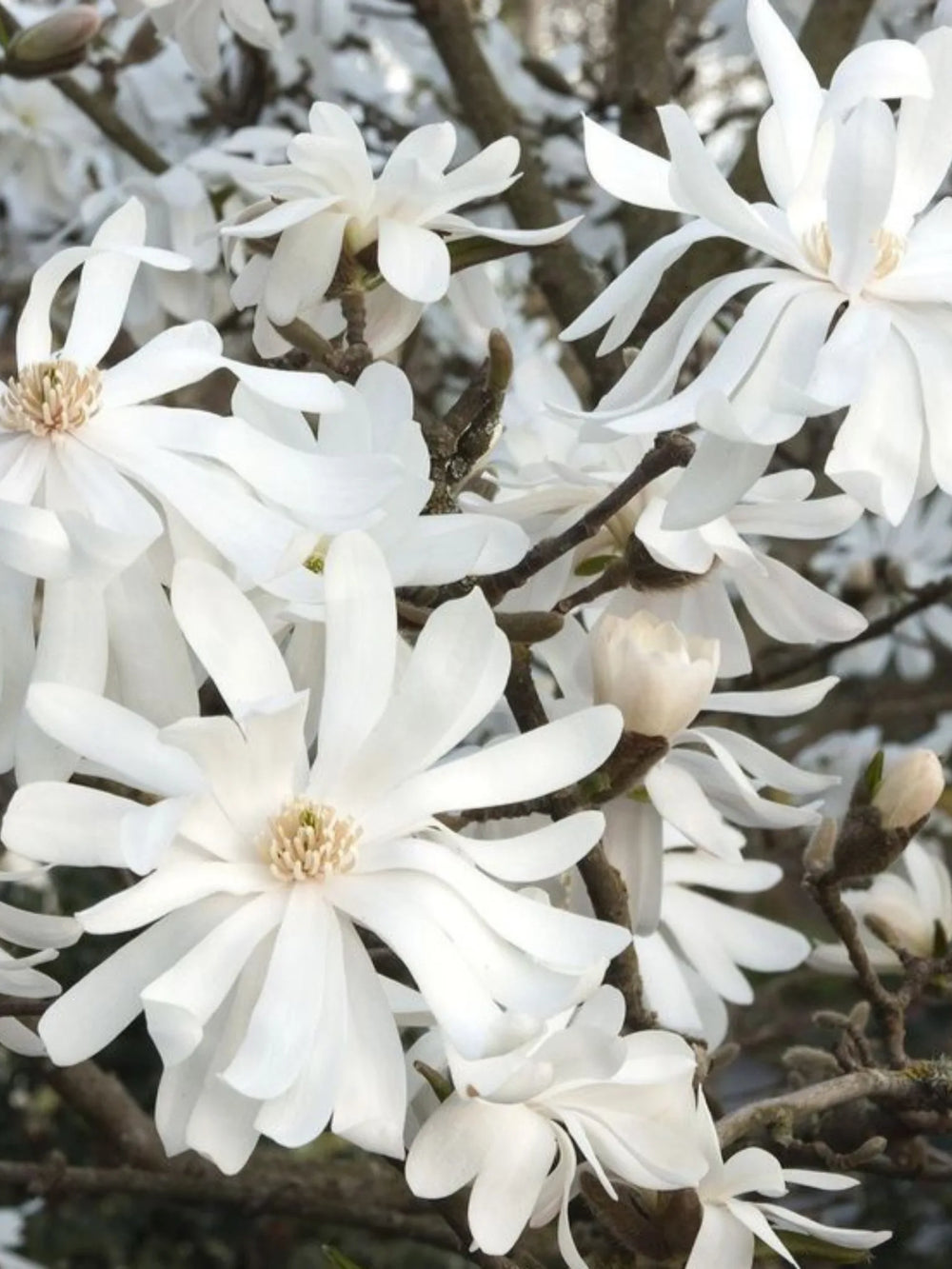 plante ornamentale 358