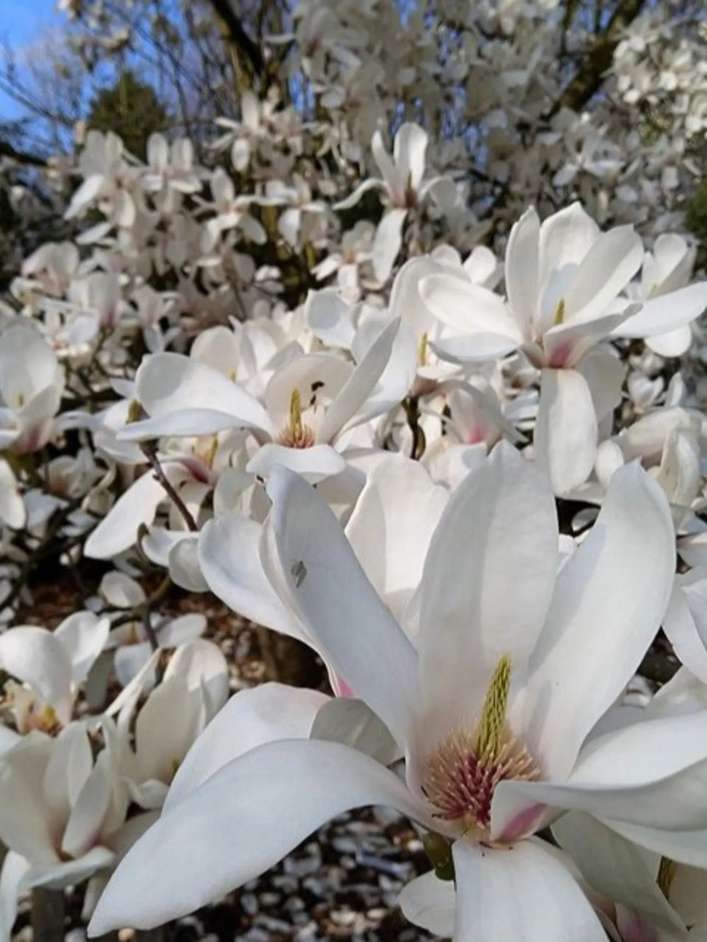 plante ornamentale 359