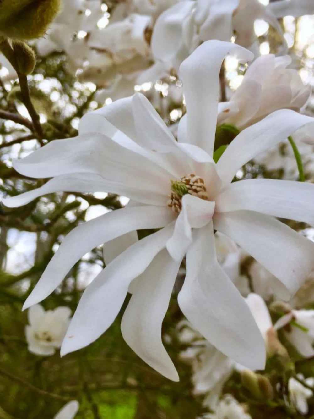 plante ornamentale 360