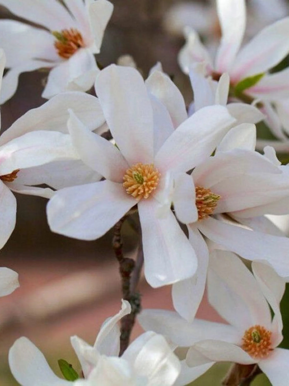 plante ornamentale 361