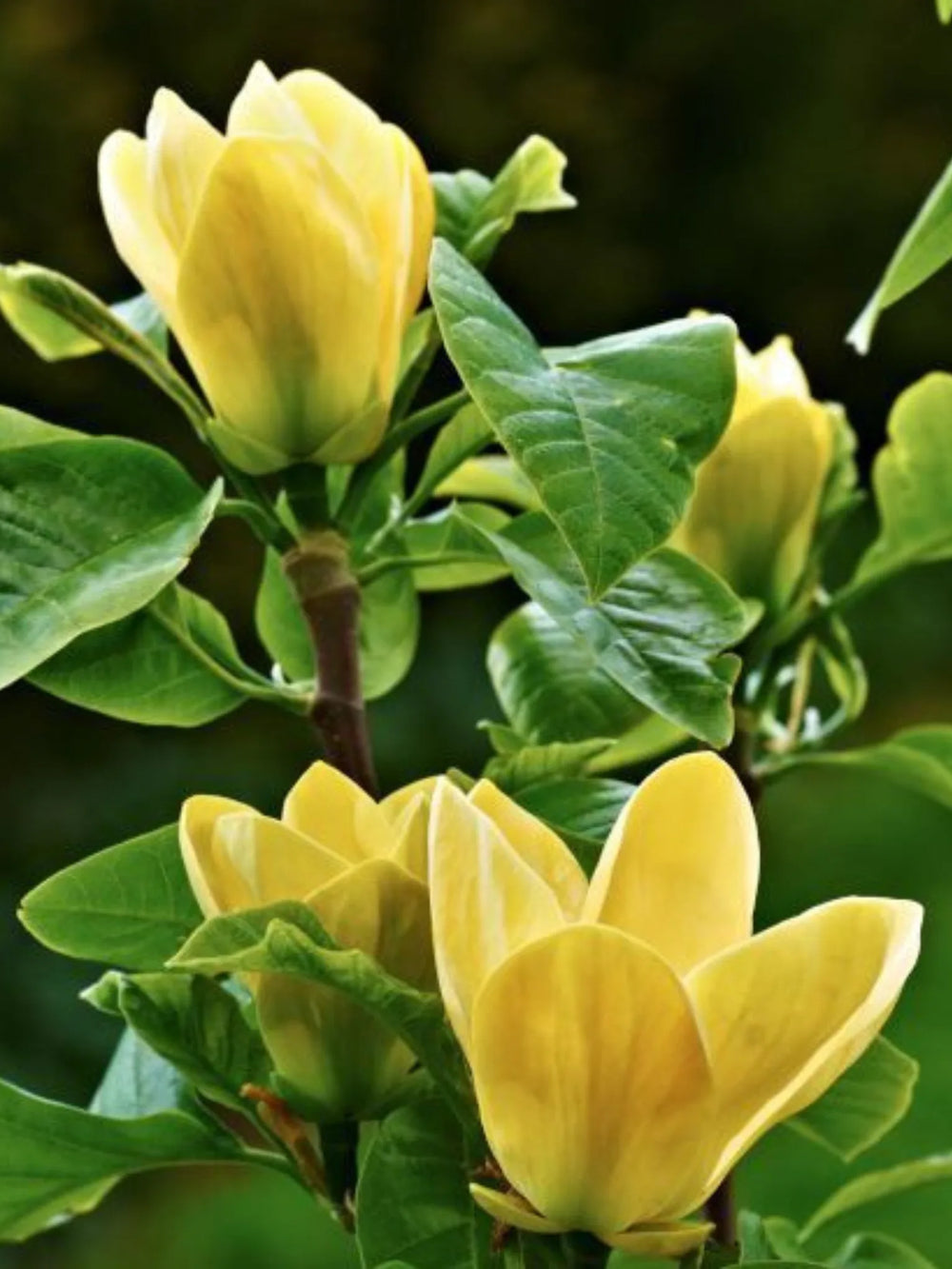 plante ornamentale 362