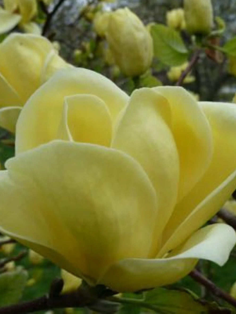 plante ornamentale 363