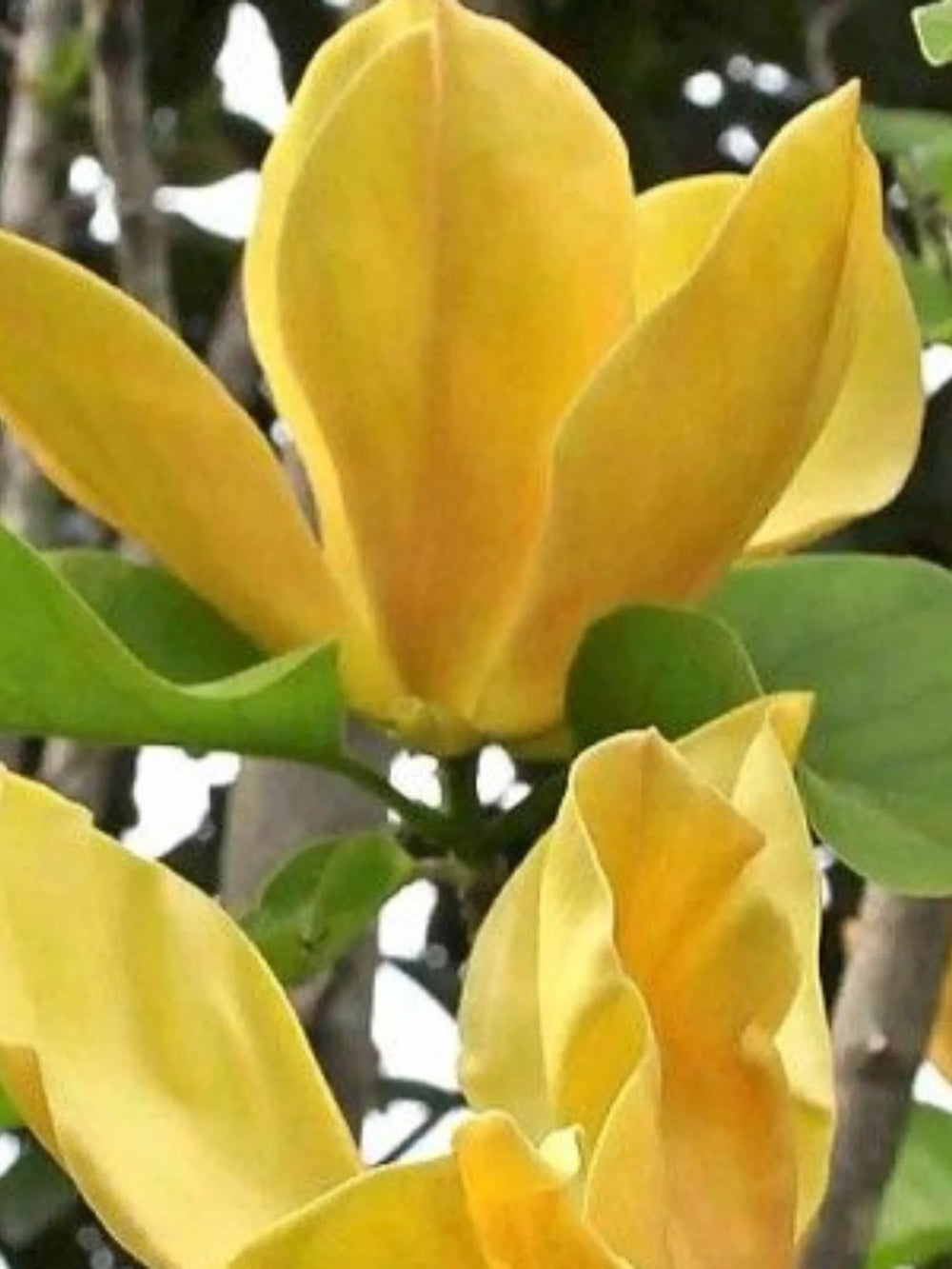 plante ornamentale 364