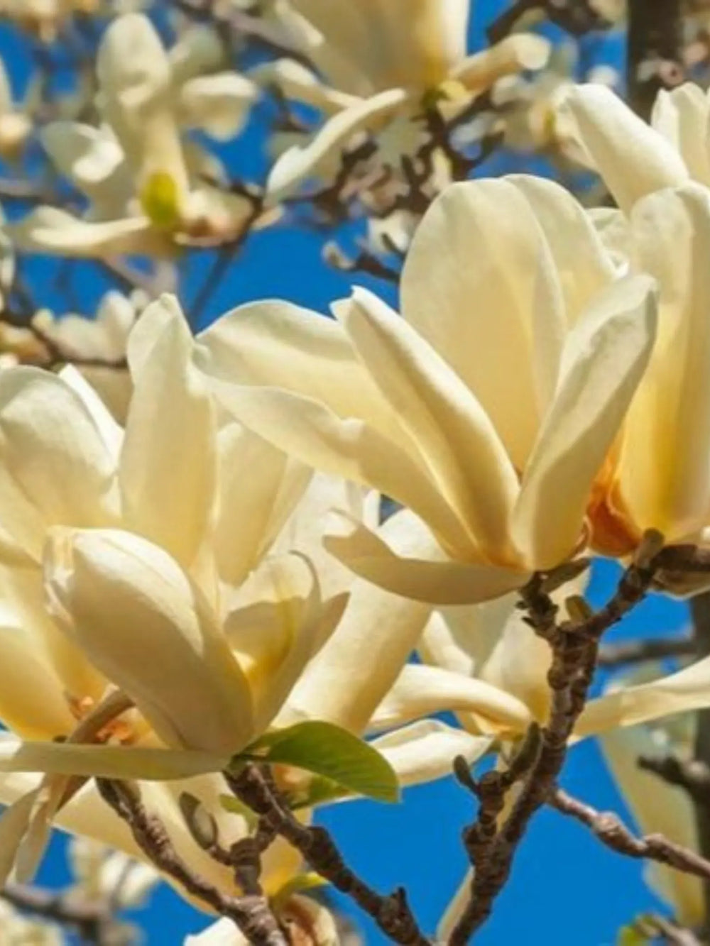 plante ornamentale 365