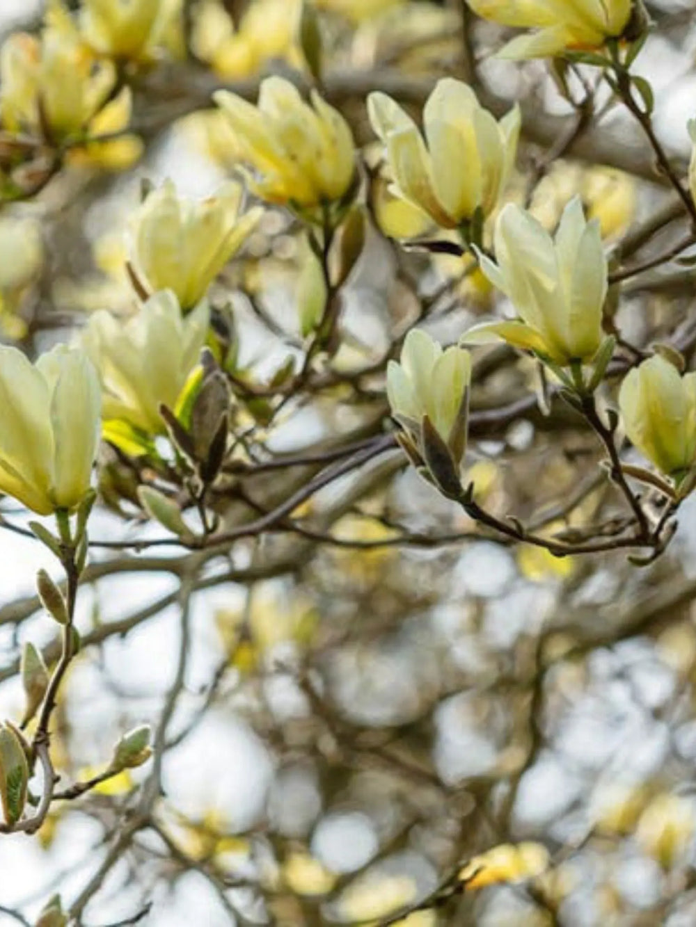 plante ornamentale 366