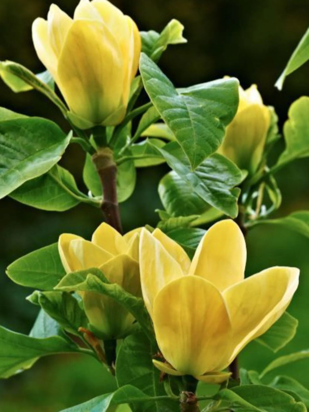 plante ornamentale 367