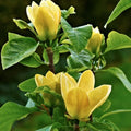 plante ornamentale 367