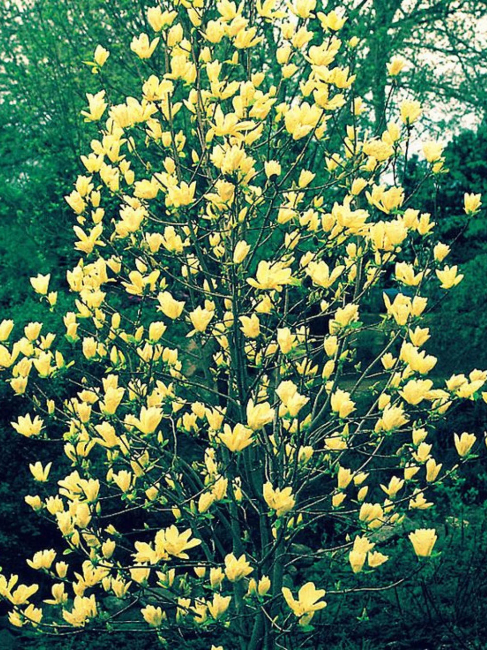 plante ornamentale 368