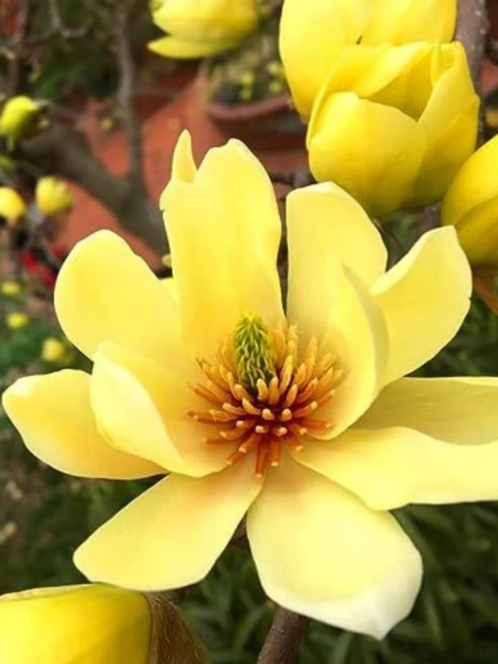 plante ornamentale 369