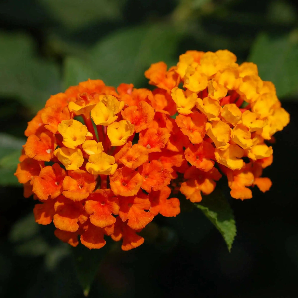 plante ornamentale
