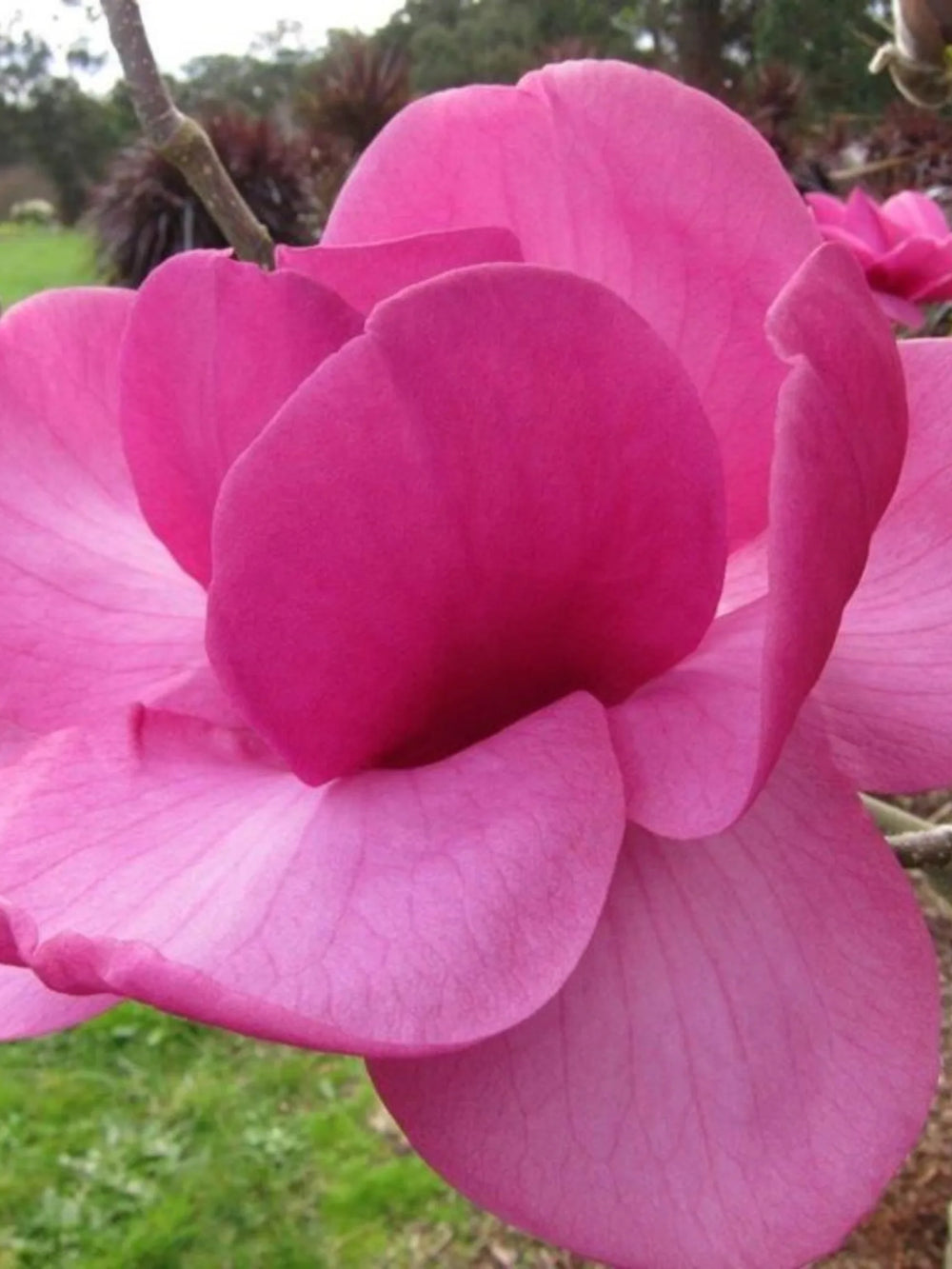 plante ornamentale 370