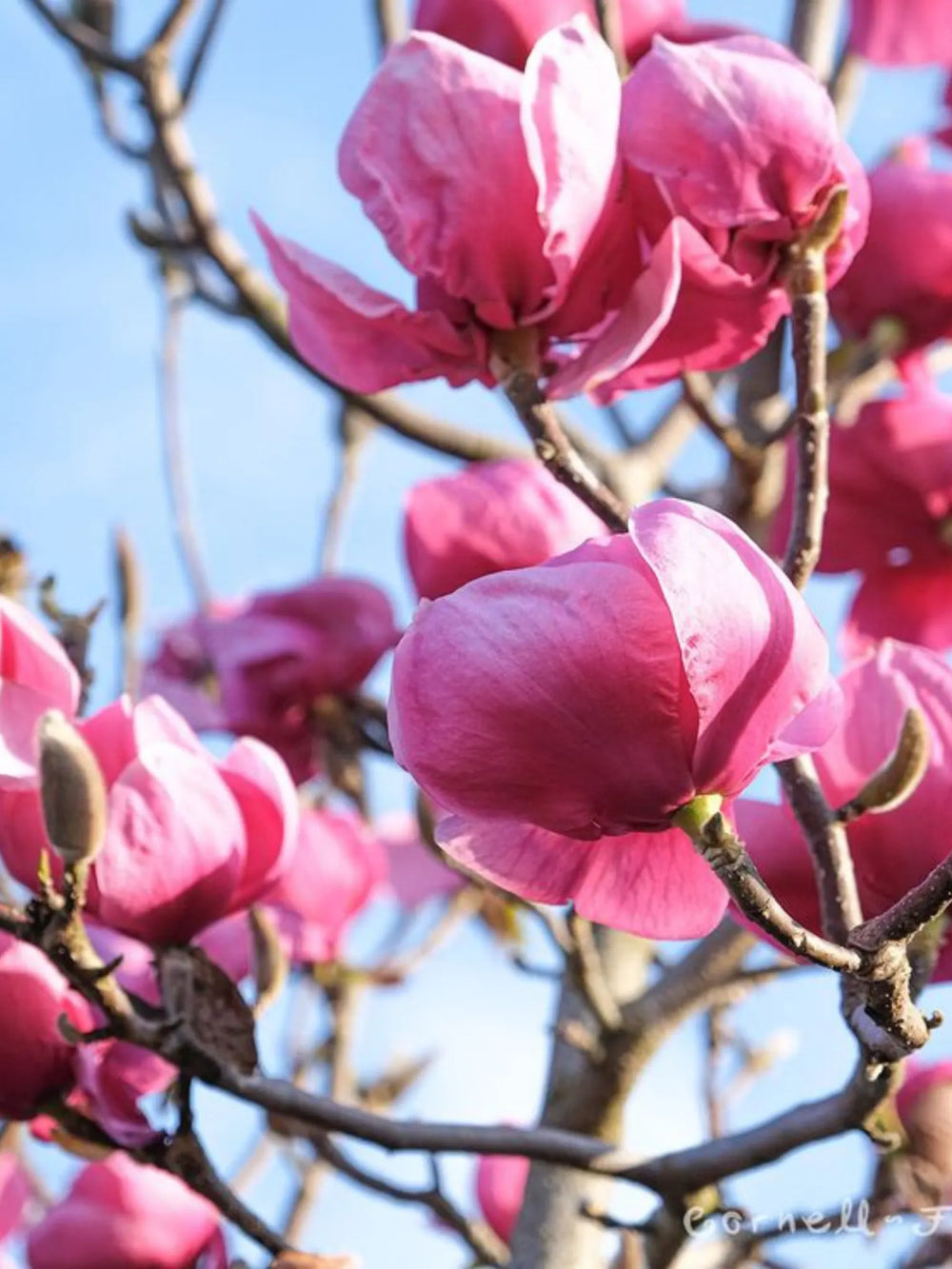 plante ornamentale 372