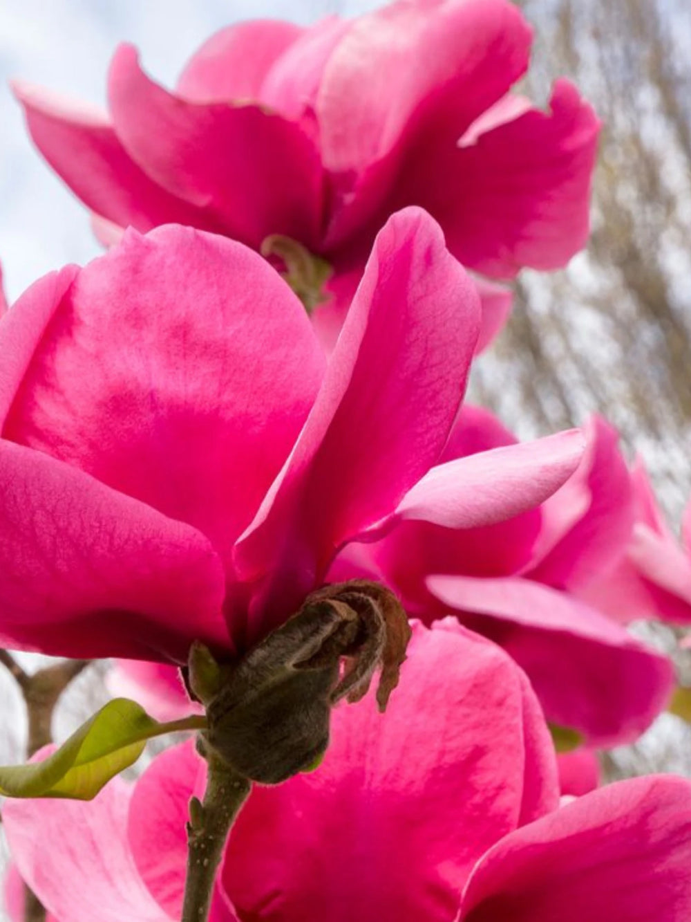 plante ornamentale 373