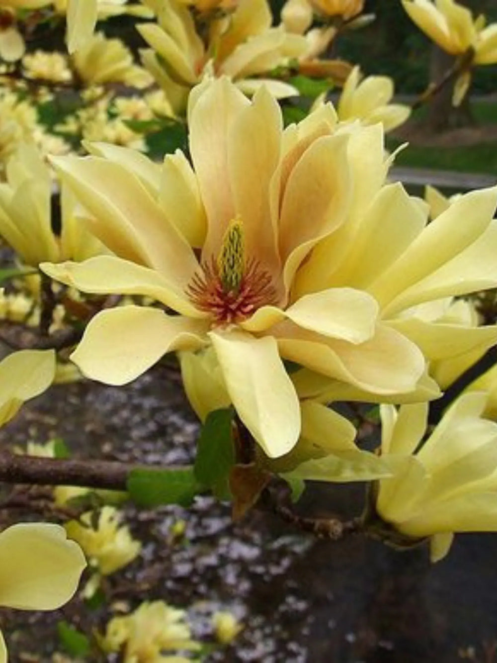 plante ornamentale 374