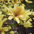 plante ornamentale 374