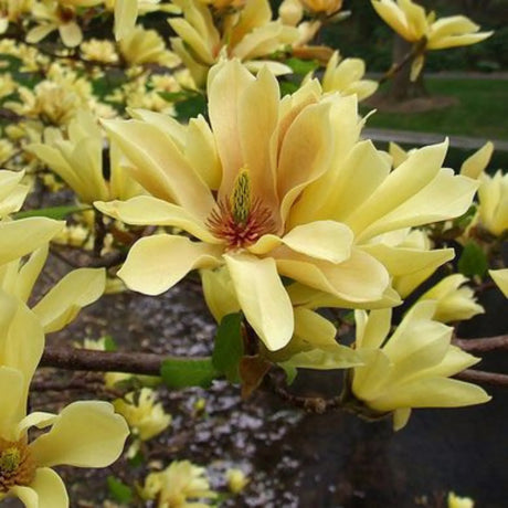 plante ornamentale 374