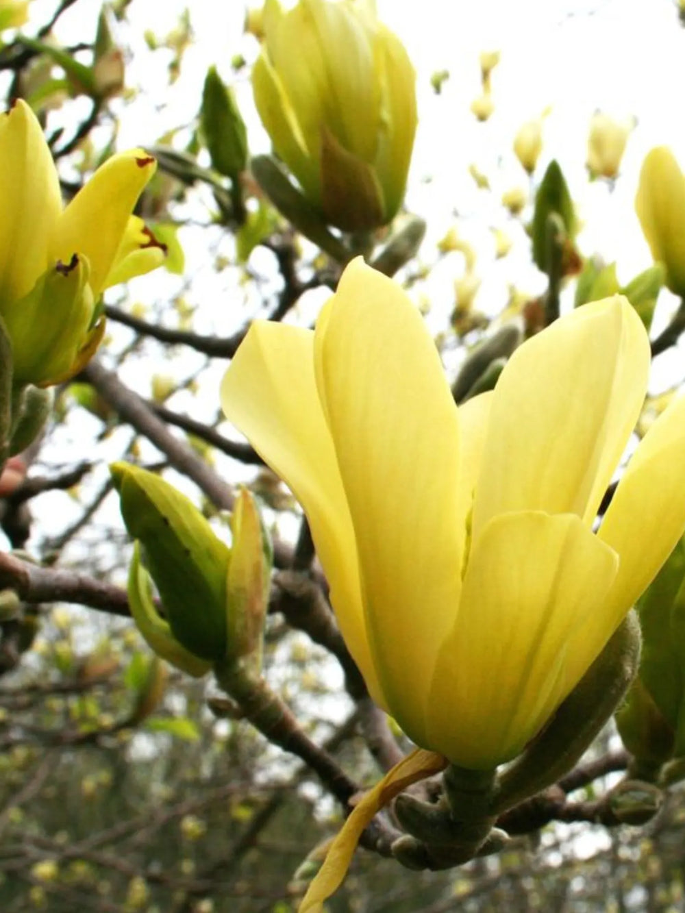 plante ornamentale 375