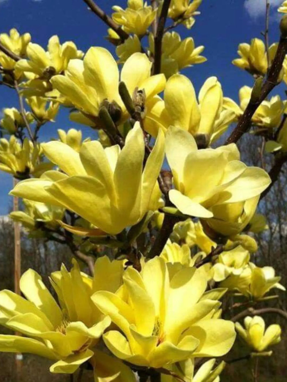 plante ornamentale 376