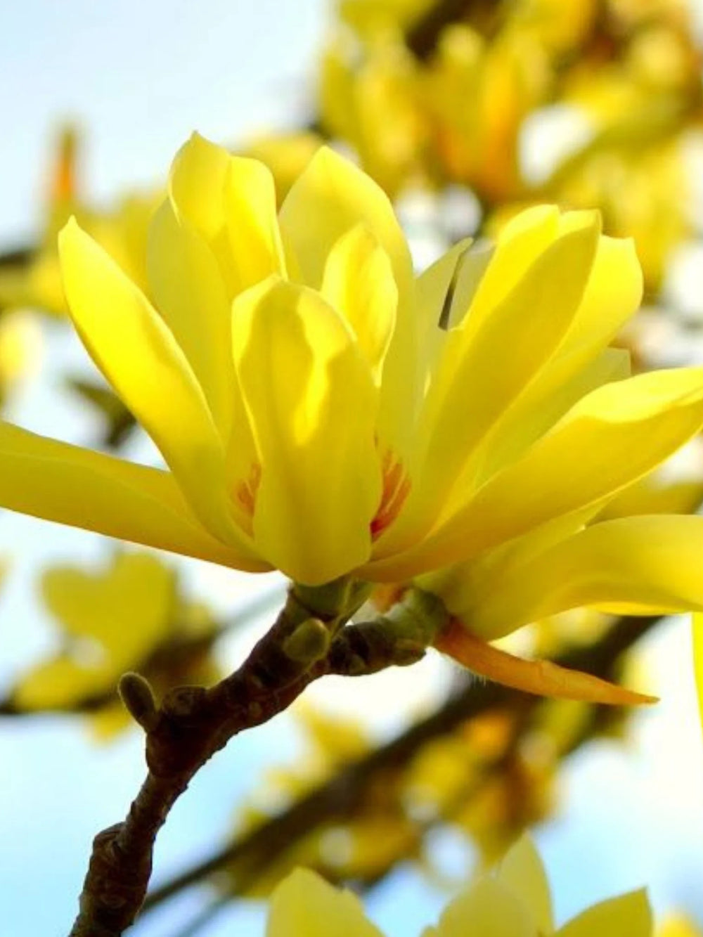 plante ornamentale 377