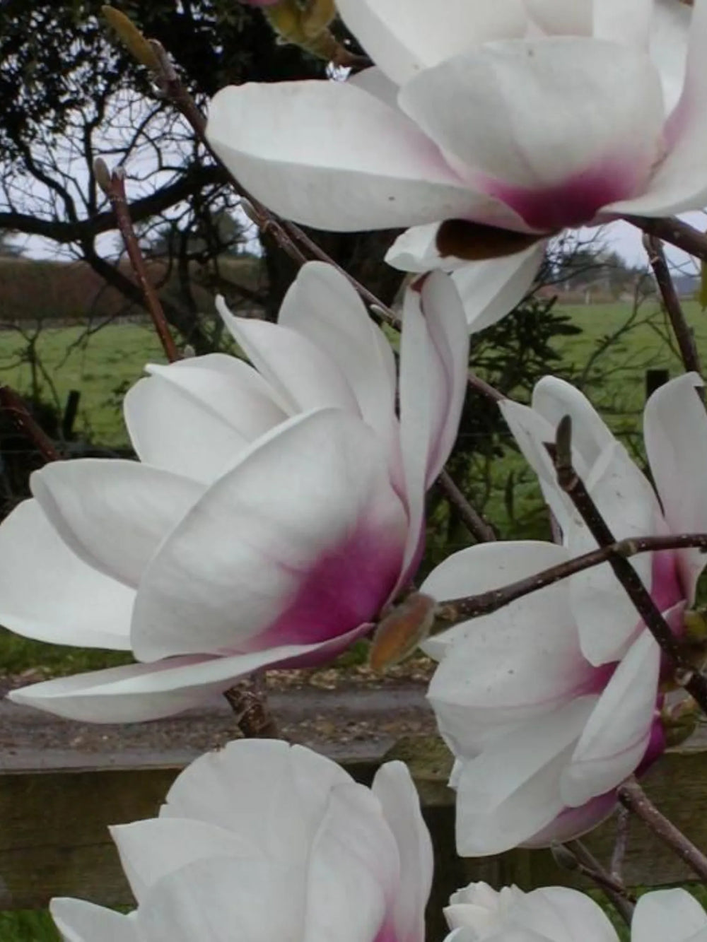 plante ornamentale 378