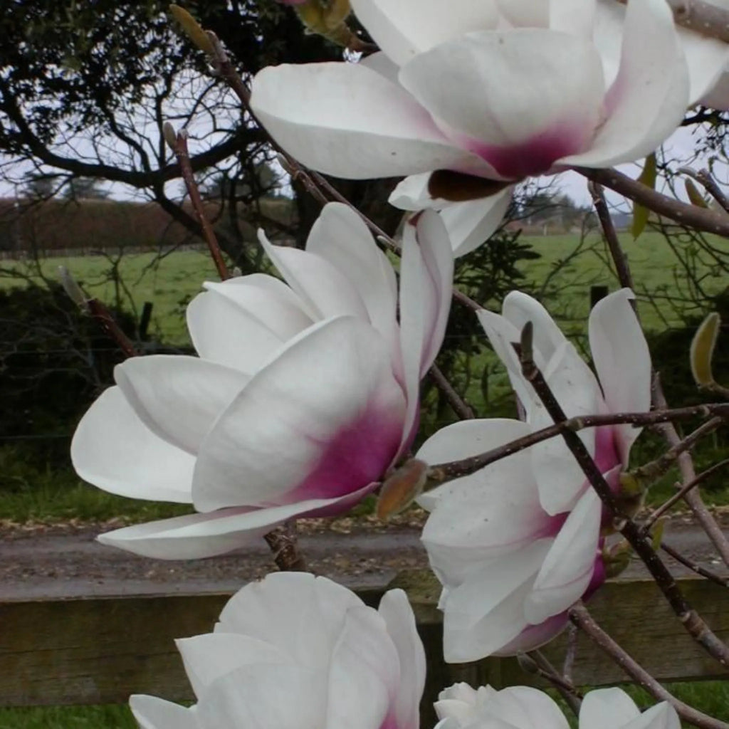 plante ornamentale 378